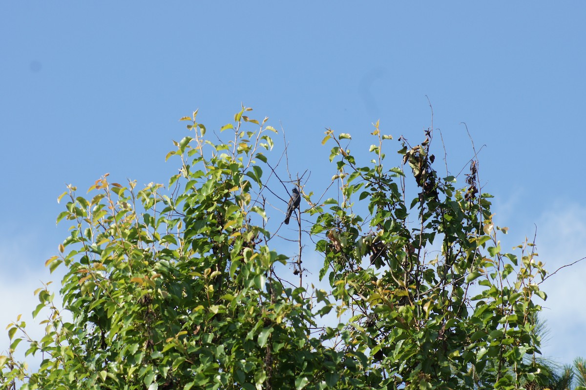 Blue Grosbeak - David Brooks