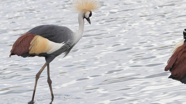 Gray Crowned-Crane - ML566384681