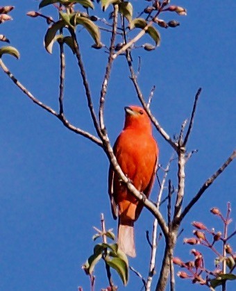 Hepatic Tanager (Lowland) - ML566384781