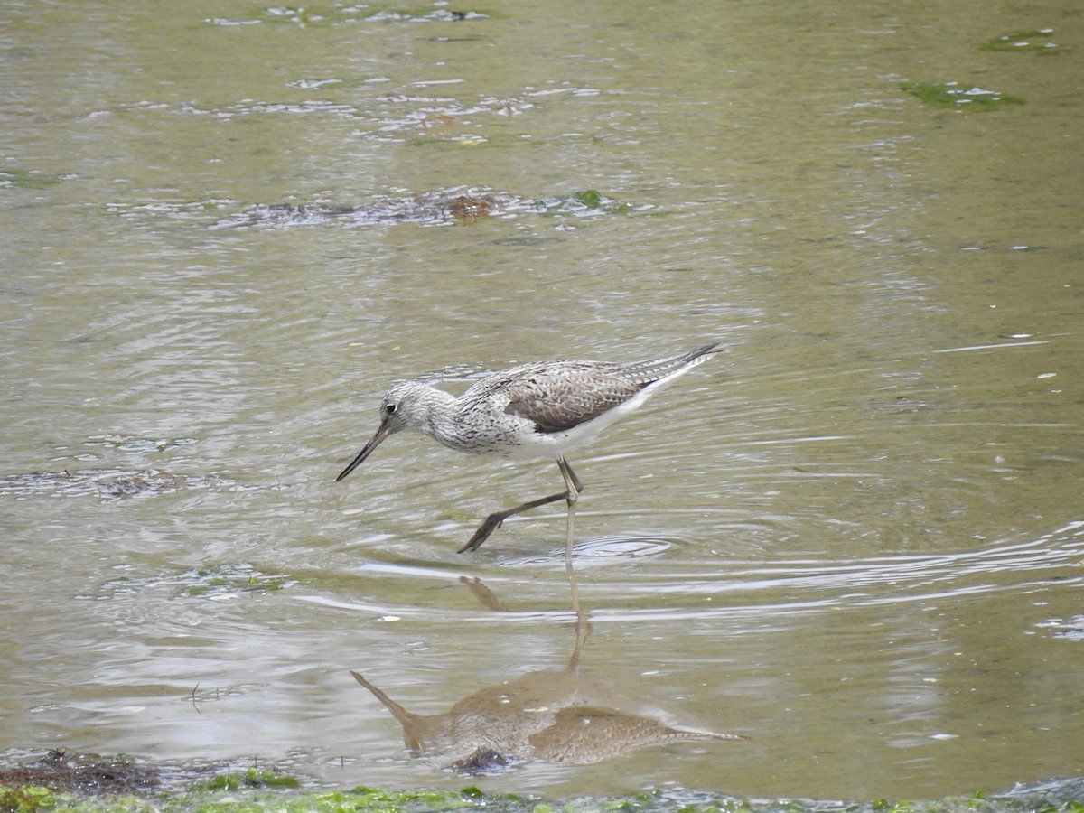 Common Greenshank - ML566384961