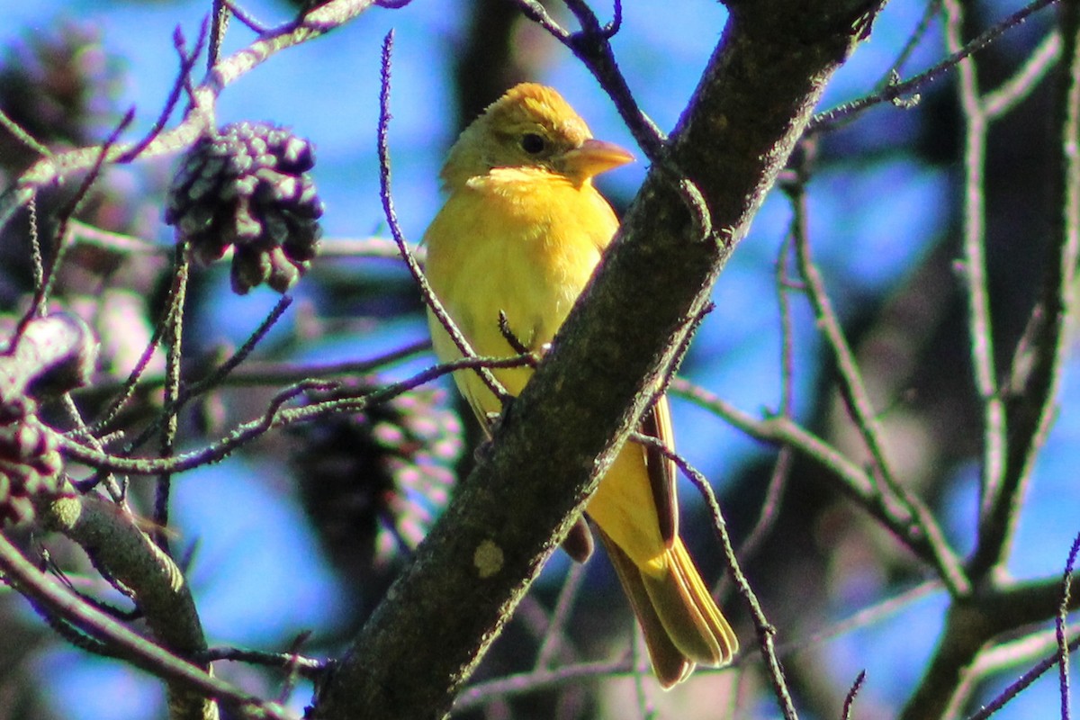 Summer Tanager - Derrick  Ingle