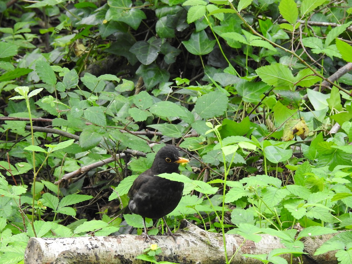 Eurasian Blackbird - ML566385071