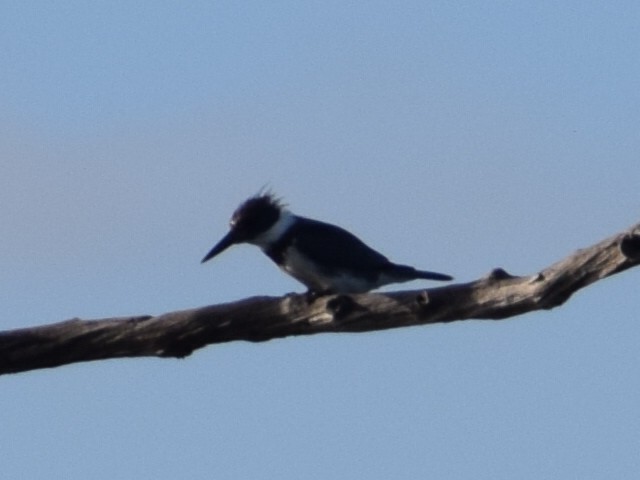 Belted Kingfisher - ML566385621