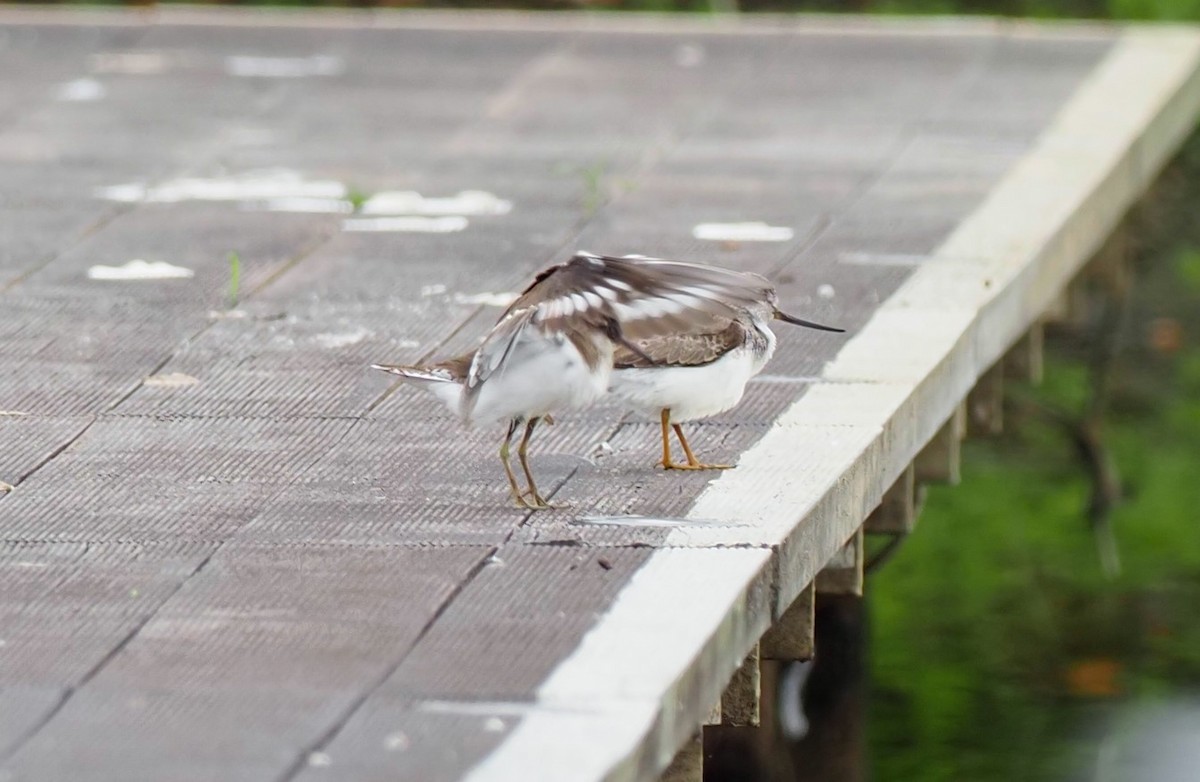 Common Sandpiper - ML566386221