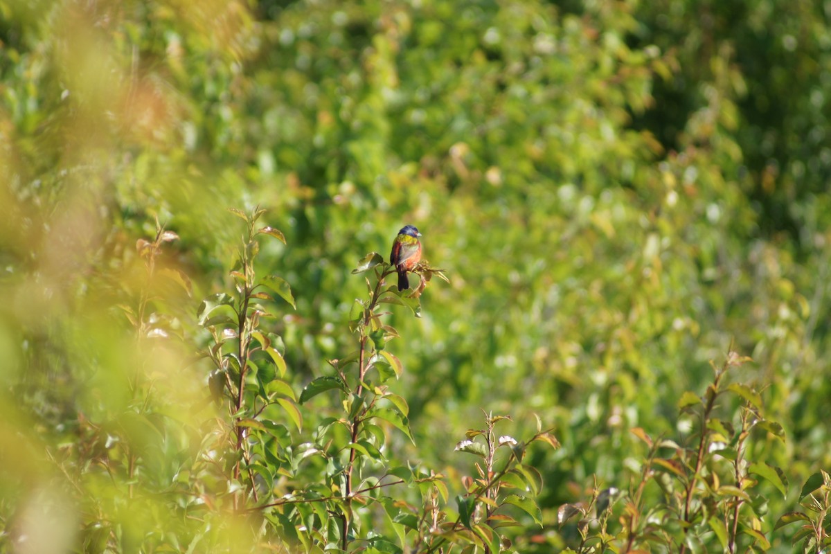 Painted Bunting - David Brooks