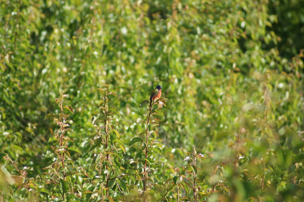Painted Bunting - ML566386261