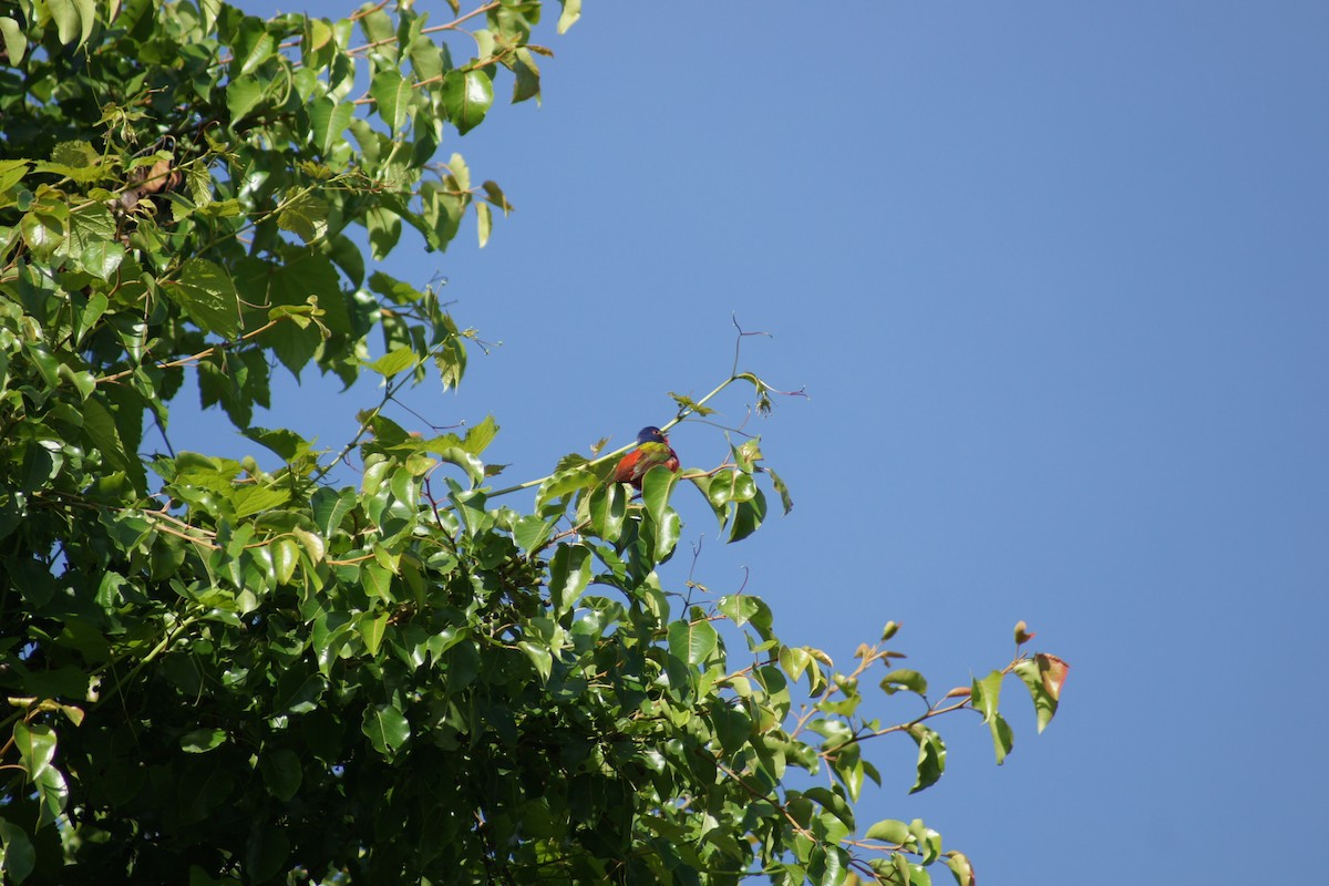 Painted Bunting - David Brooks