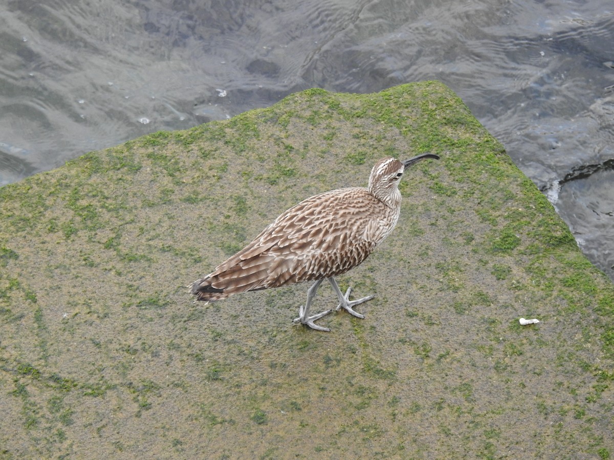 Regenbrachvogel - ML566386631