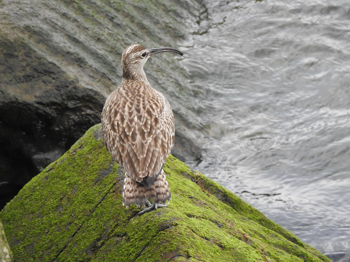 Regenbrachvogel - ML566386641