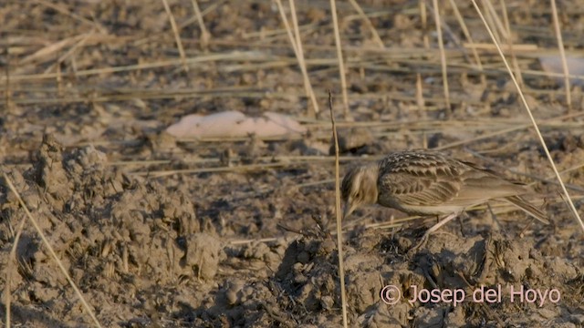 Sun Lark - ML566386701