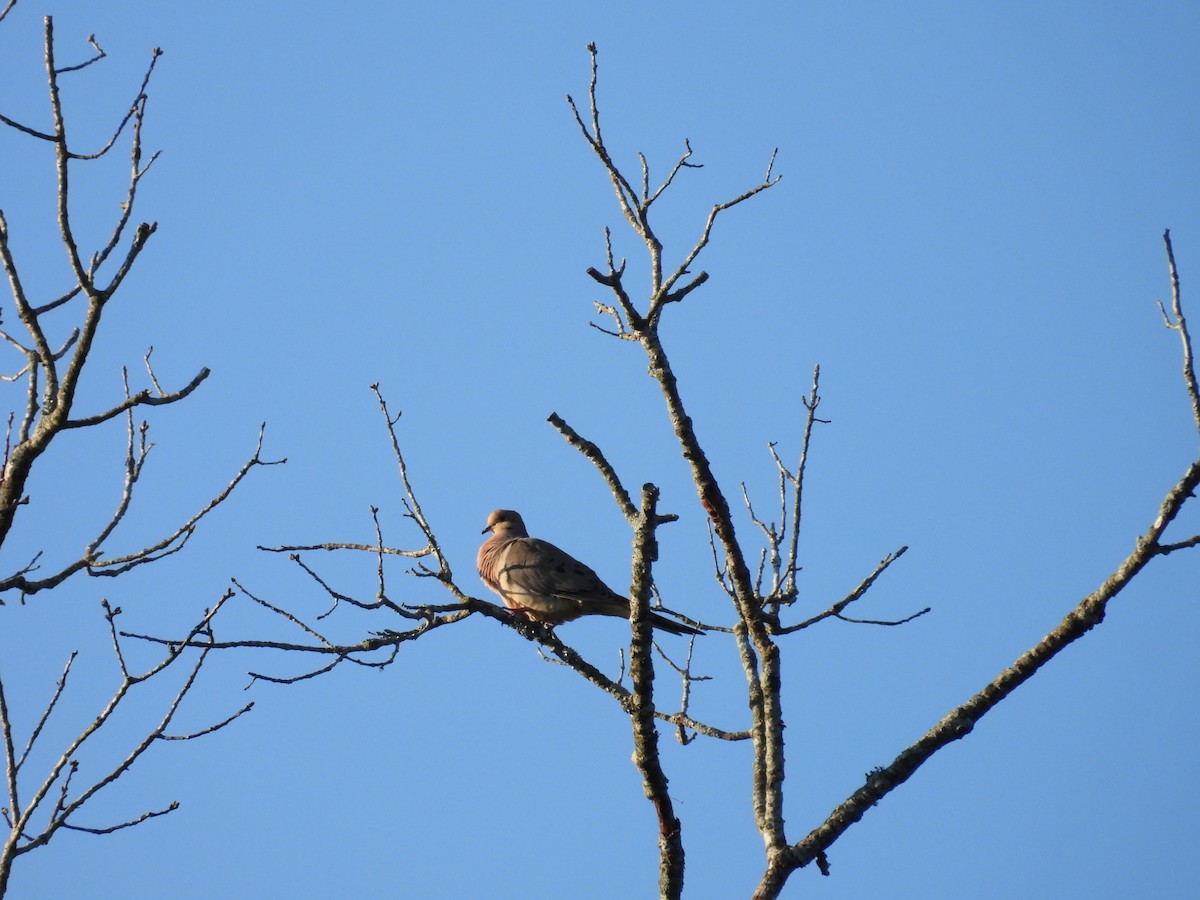 Mourning Dove - ML566386871