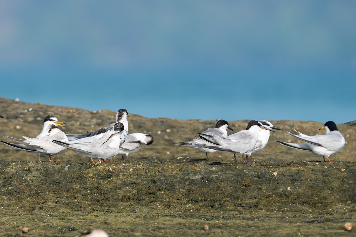 Little Tern - ML566387331