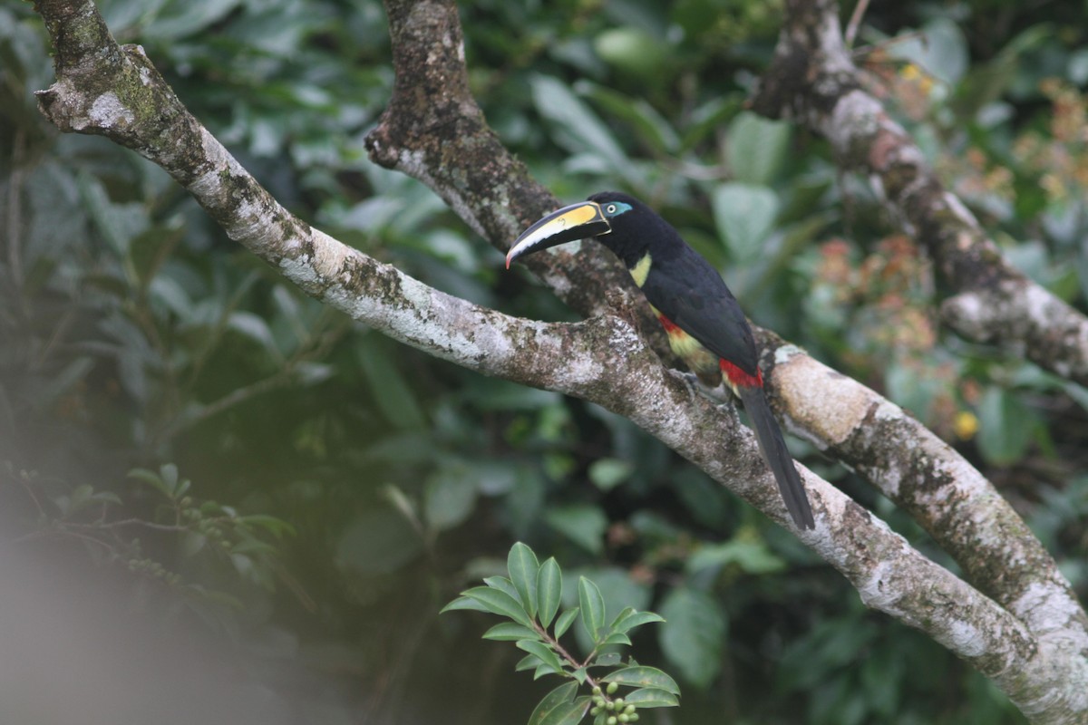 Many-banded Aracari - Jurgen Beckers