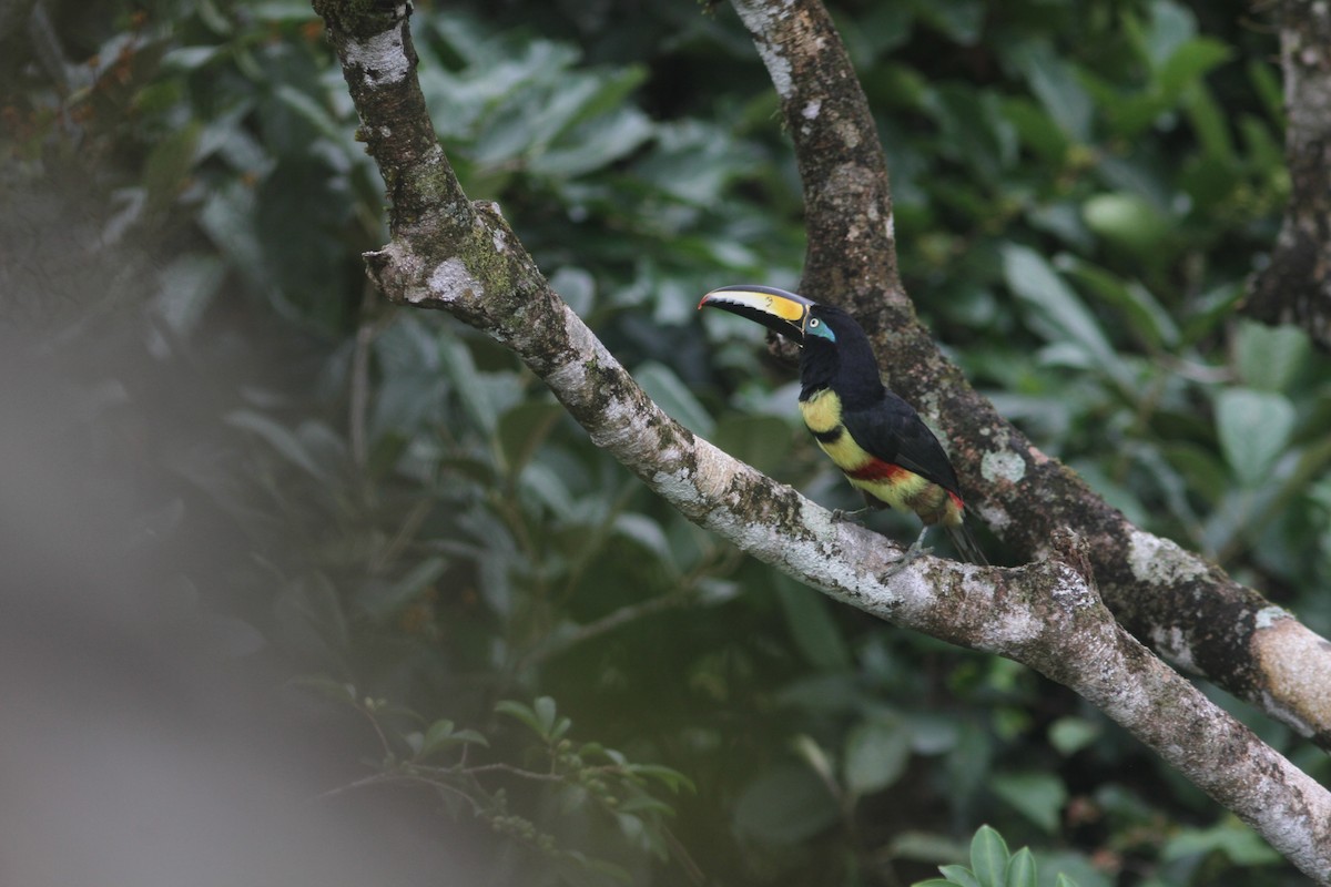 Many-banded Aracari - Jurgen Beckers