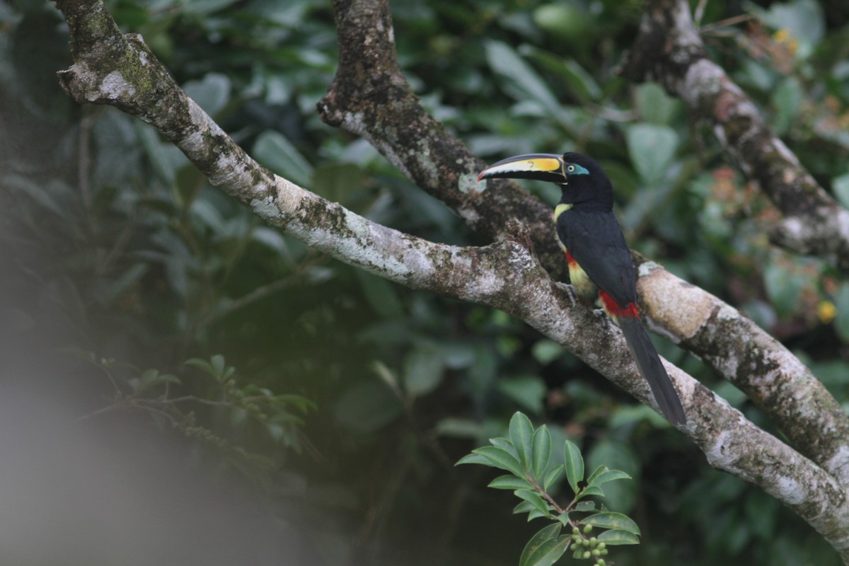 Many-banded Aracari - Jurgen Beckers