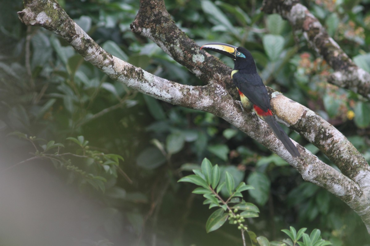 Many-banded Aracari - Jurgen Beckers