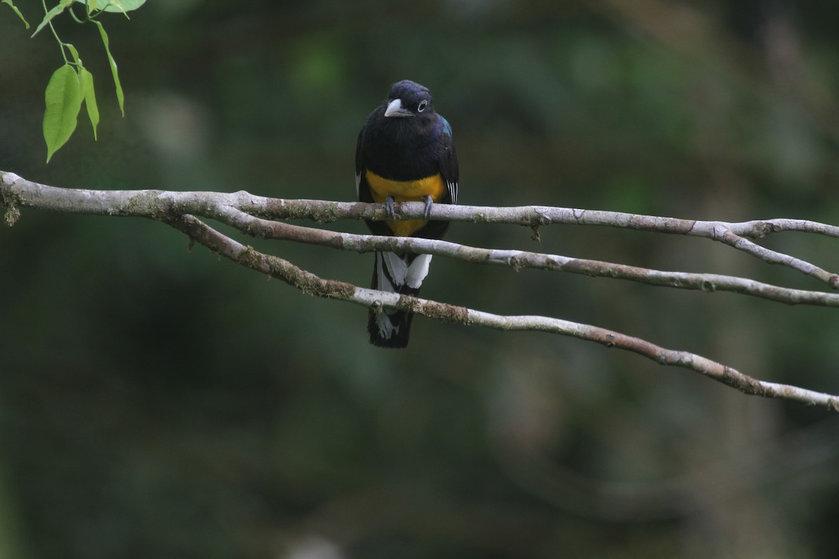 Green-backed Trogon - ML566387821