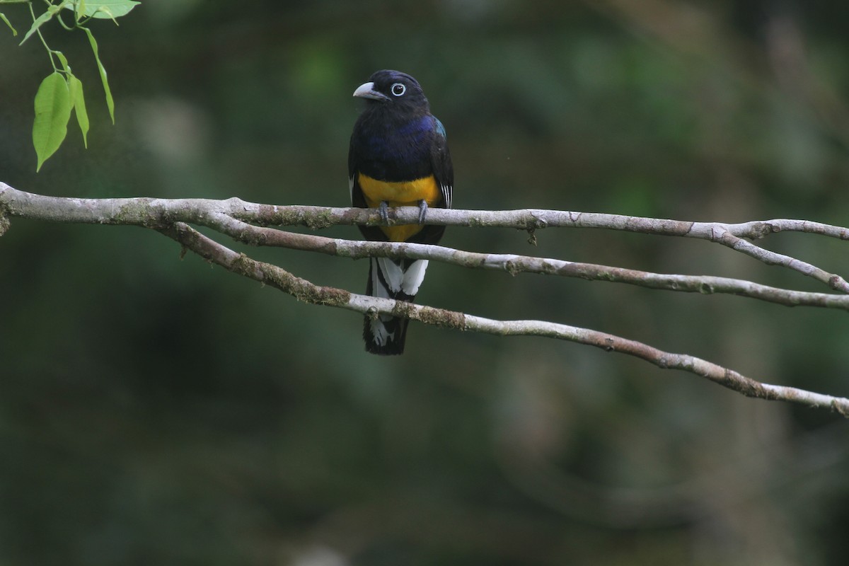 trogon zelenohřbetý - ML566387831