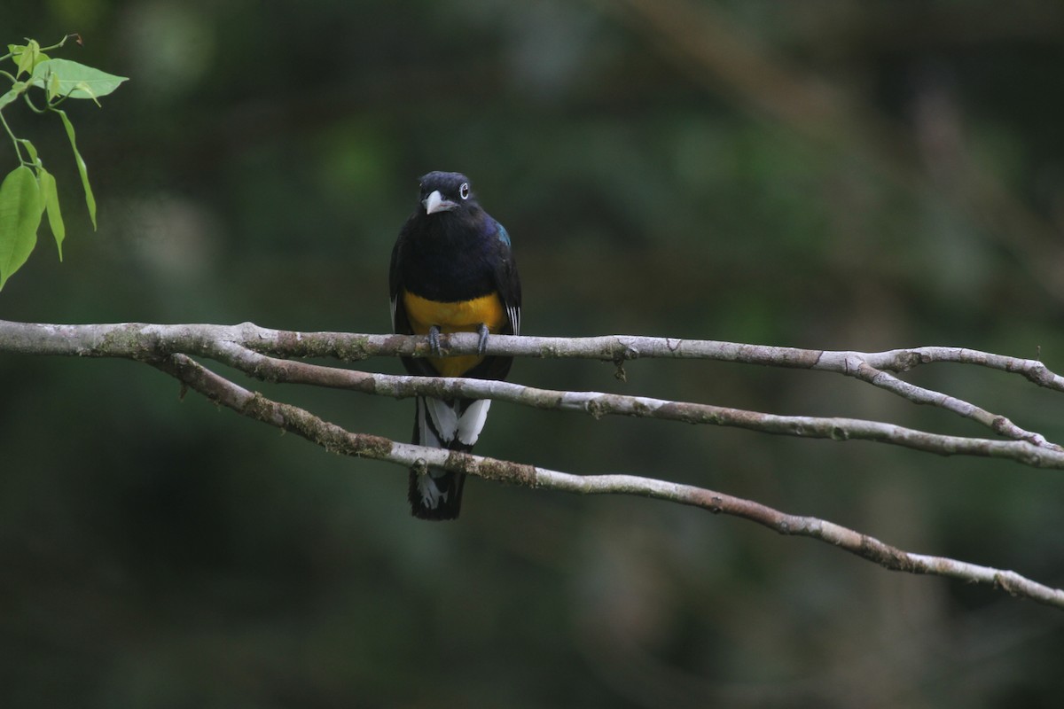 Green-backed Trogon - ML566387841