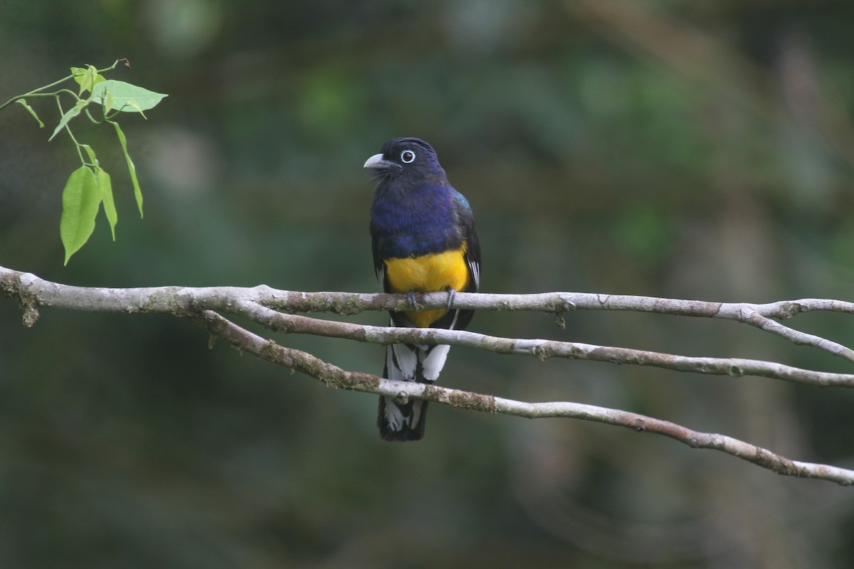 trogon zelenohřbetý - ML566387851