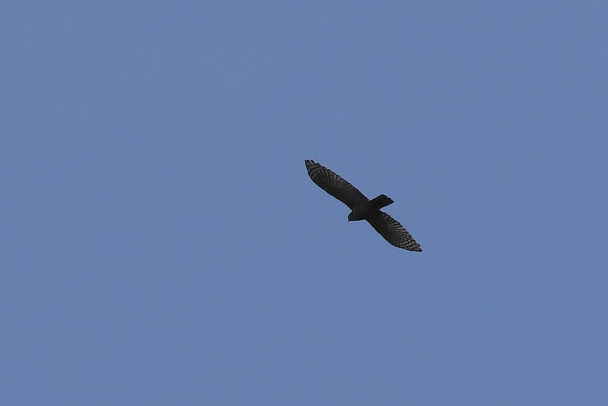 Pacific Baza - Terence Alexander