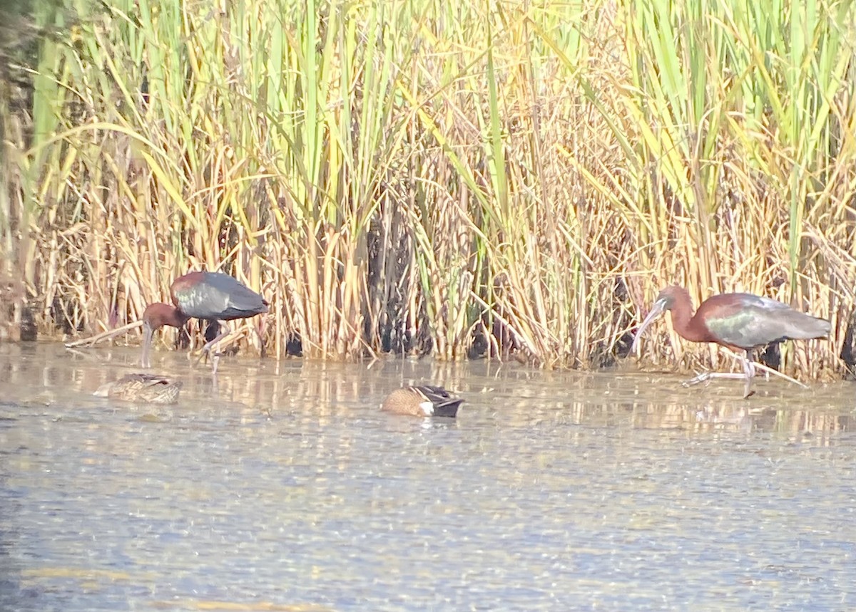 ibis hnědý - ML566388121