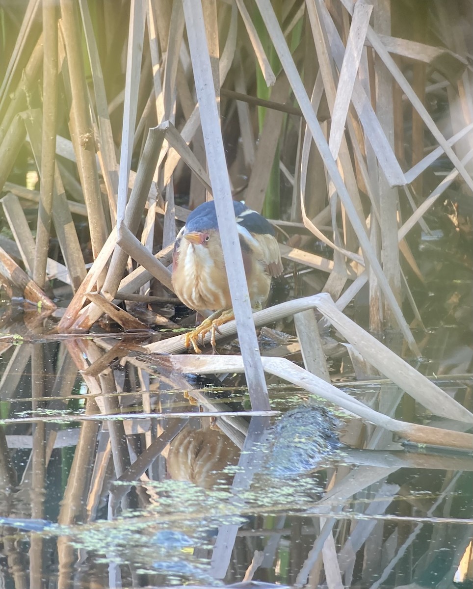 Least Bittern - James Wojewodzki