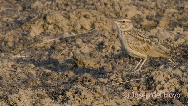 Sun Lark - ML566388731