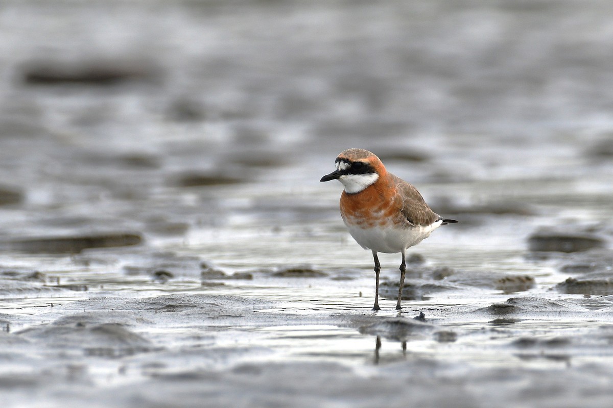 Siberian/Tibetan Sand-Plover - ML566388881