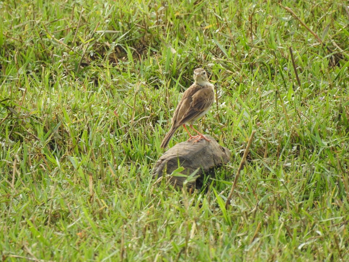 Paddyfield Pipit - RAVEESHA H N