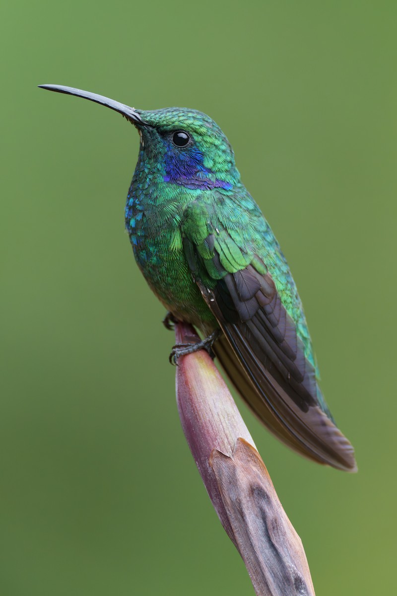ML566389571 - Lesser Violetear - Macaulay Library