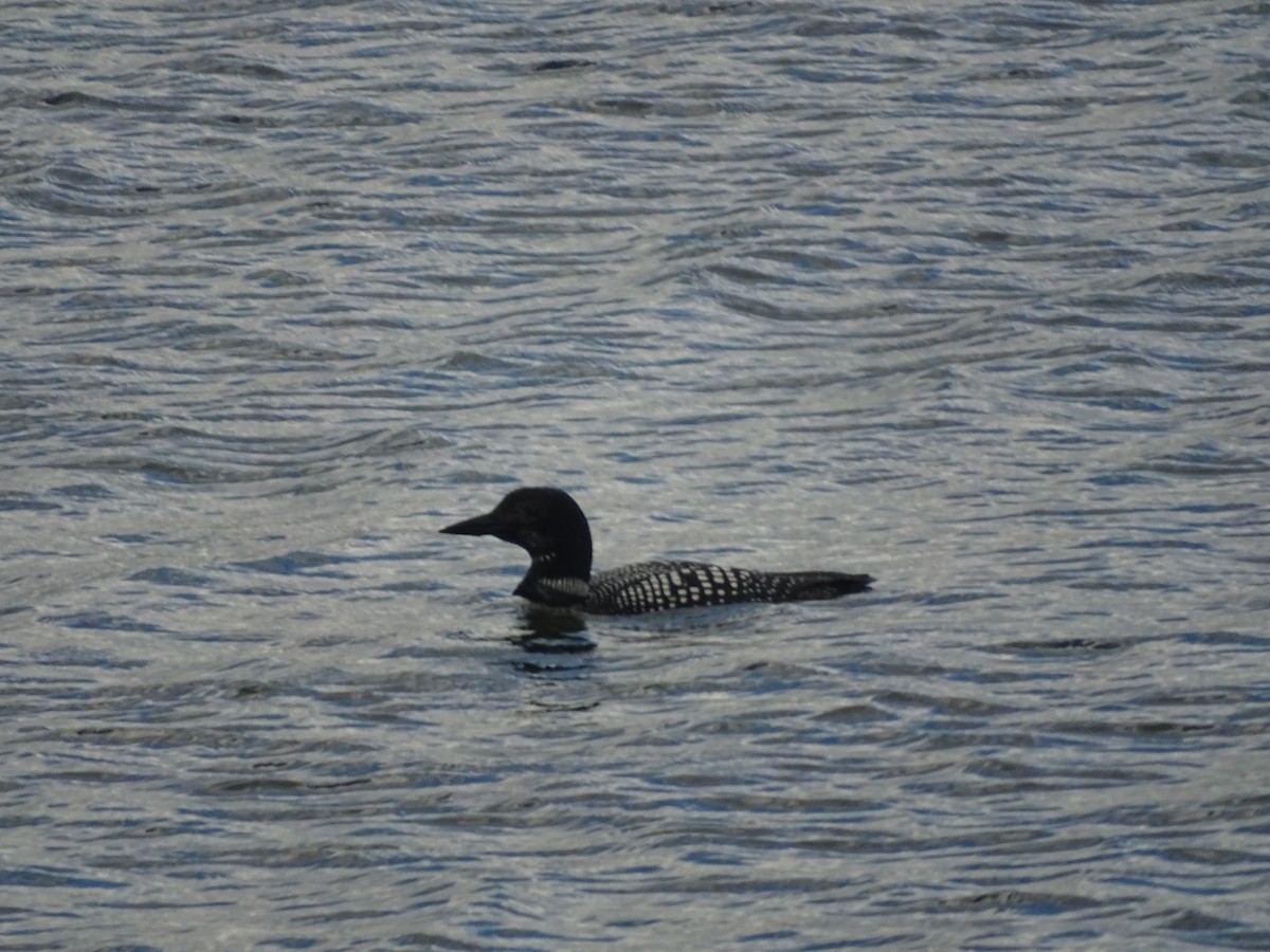 Plongeon huard - ML566389921