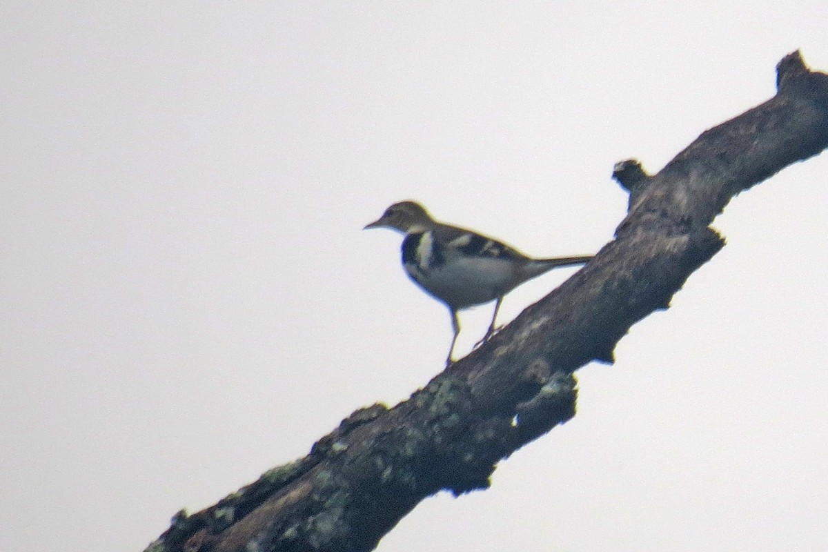 Forest Wagtail - ML566390081