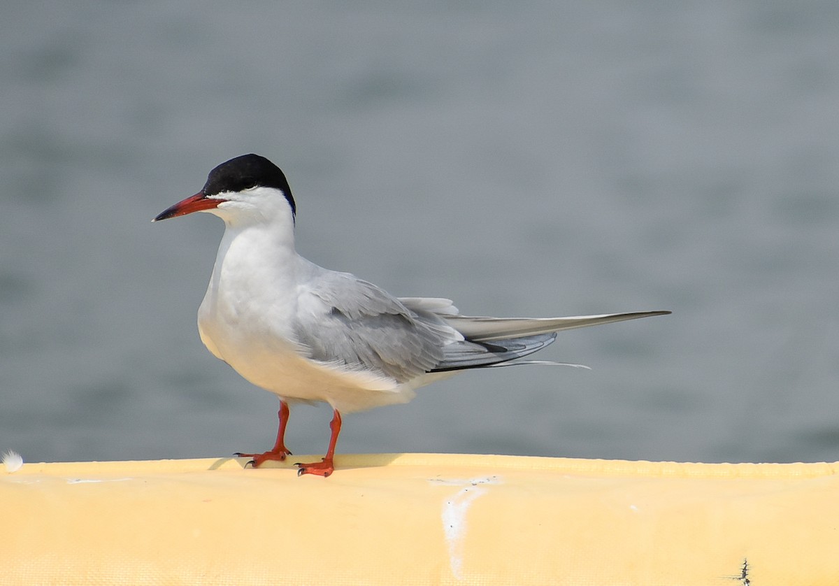 Common Tern - ML566390221