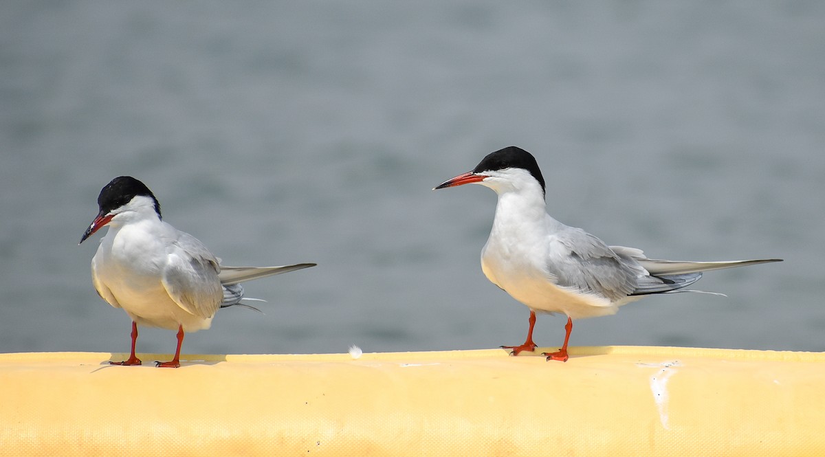 Common Tern - ML566390291