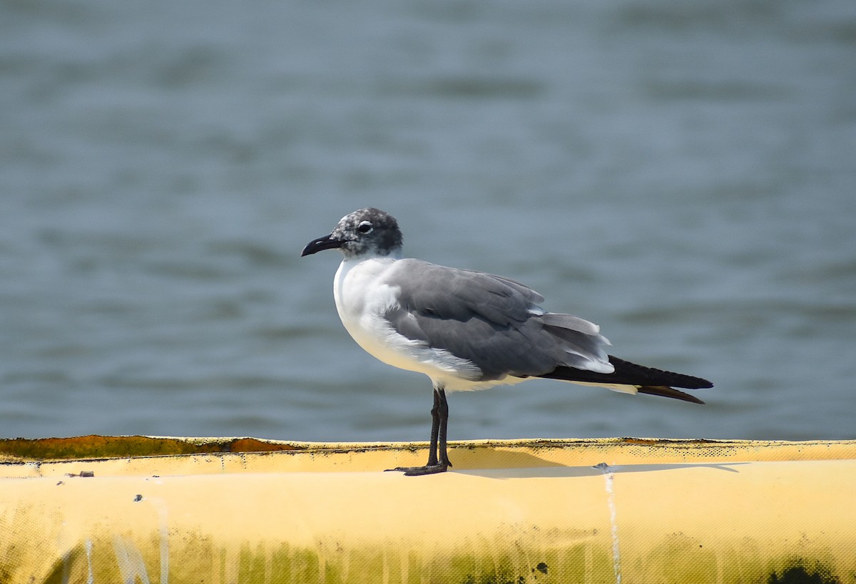 Laughing Gull - ML566390331