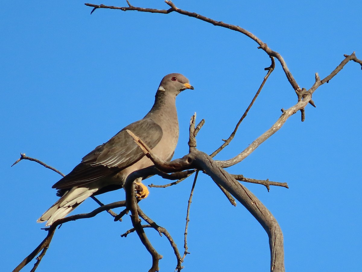 Band-tailed Pigeon - ML566391531