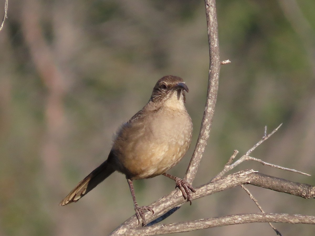 California Thrasher - Tina Tan