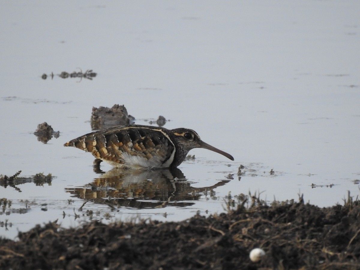 Greater Painted-Snipe - RAVEESHA H N