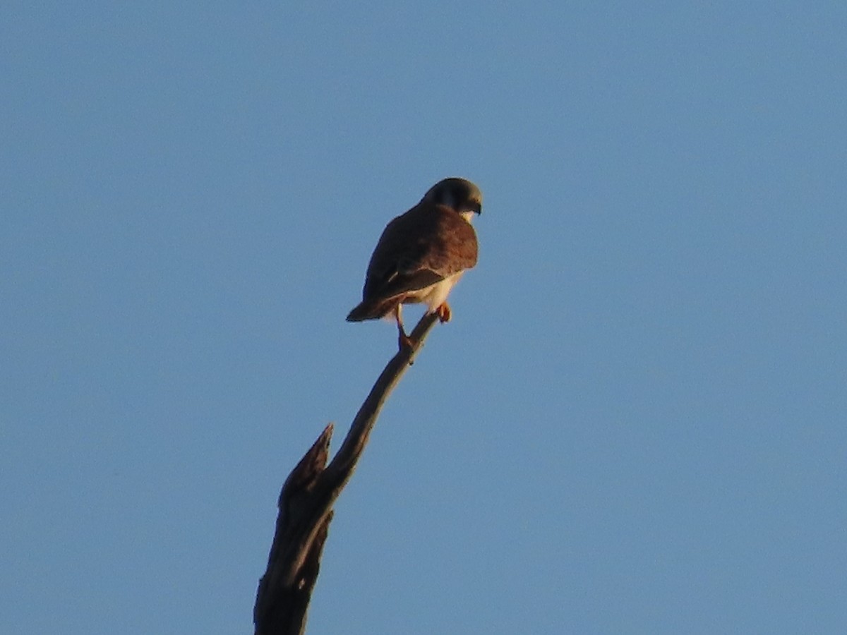 American Kestrel - ML566392111