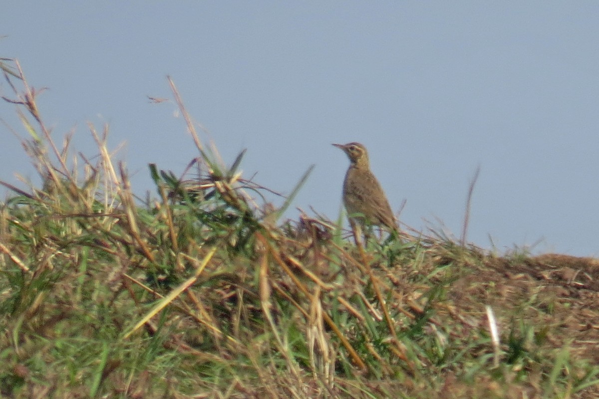 Paddyfield Pipit - ML566392131