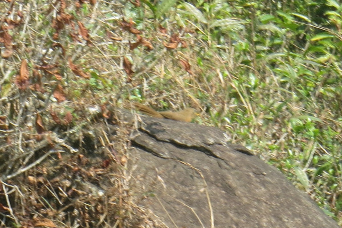 Rufous Babbler - ML566392221