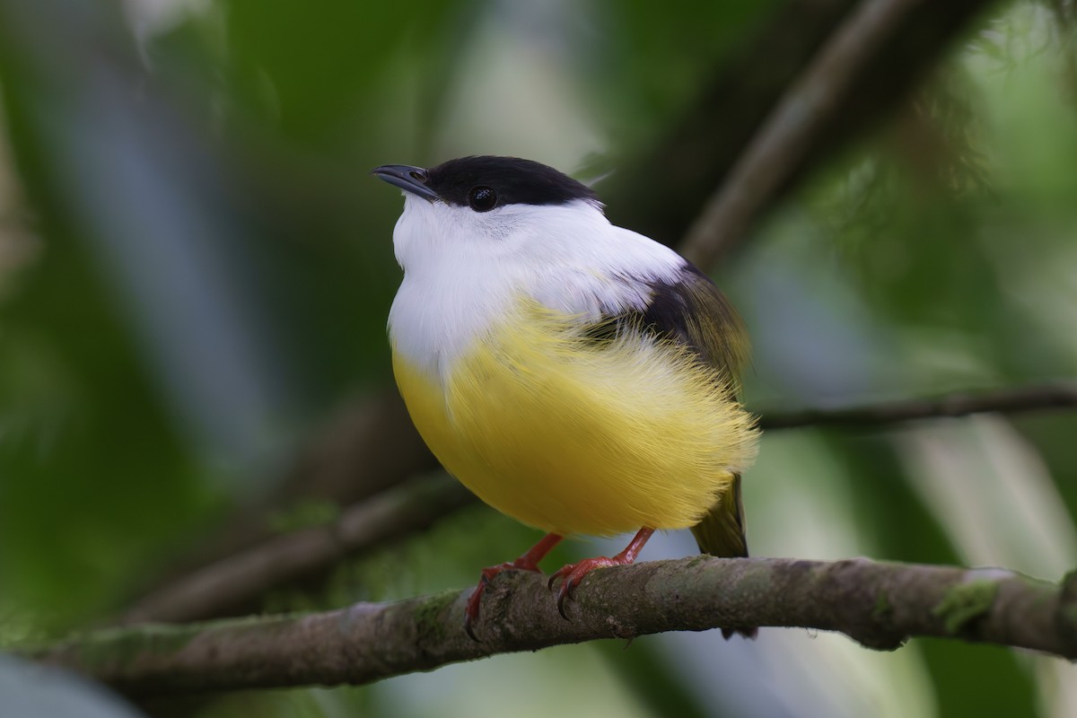 White-collared Manakin - ML566392811