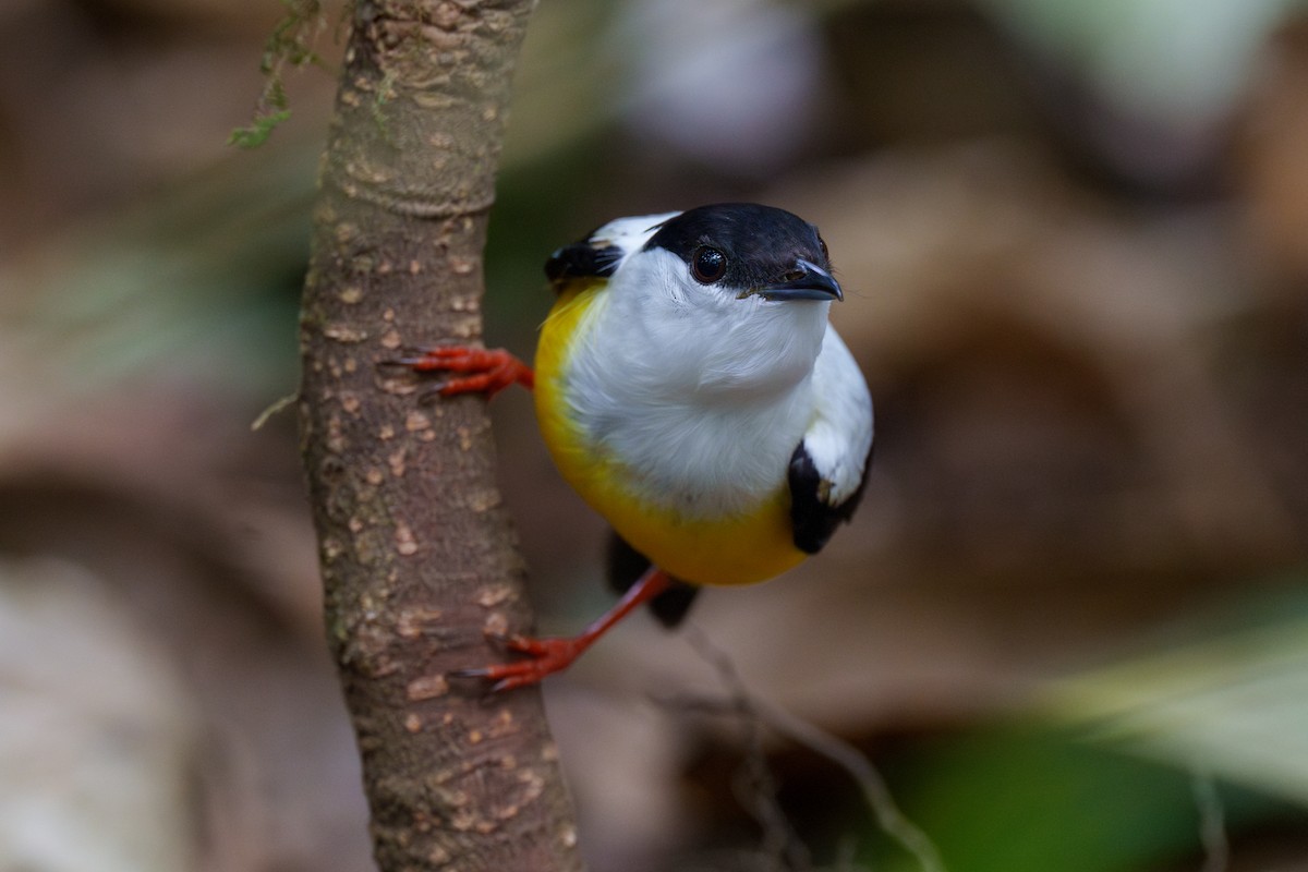 White-collared Manakin - ML566392821