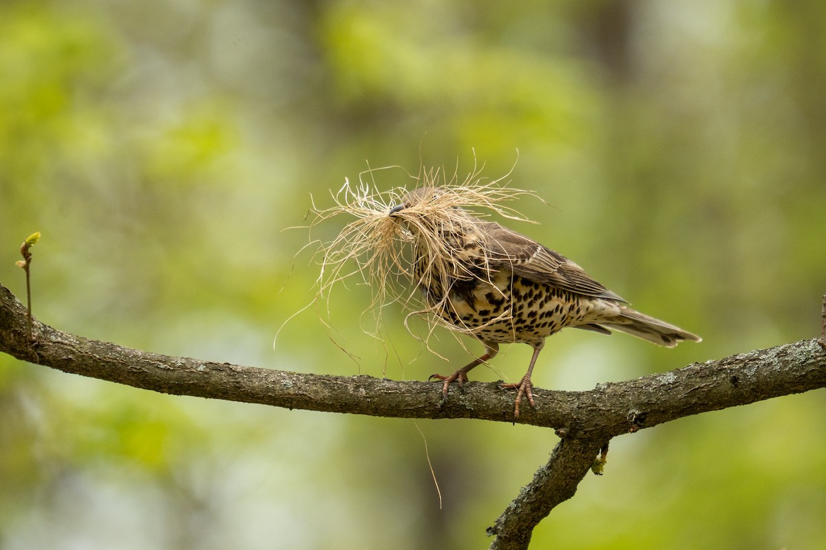 Mistle Thrush - ML566394331