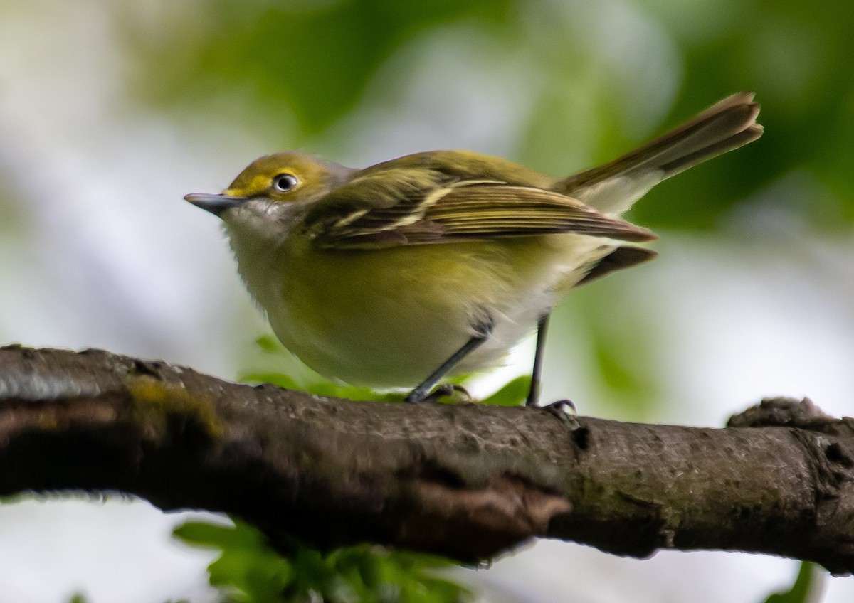 White-eyed Vireo - ML566396551