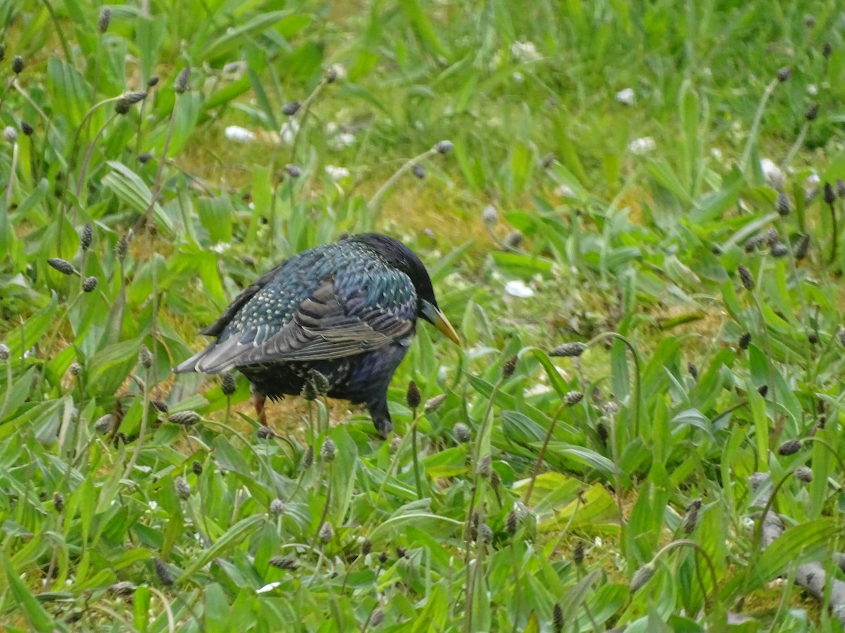 European Starling - ML566397521