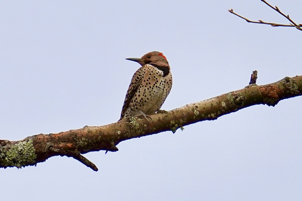 Northern Flicker - ML566398521