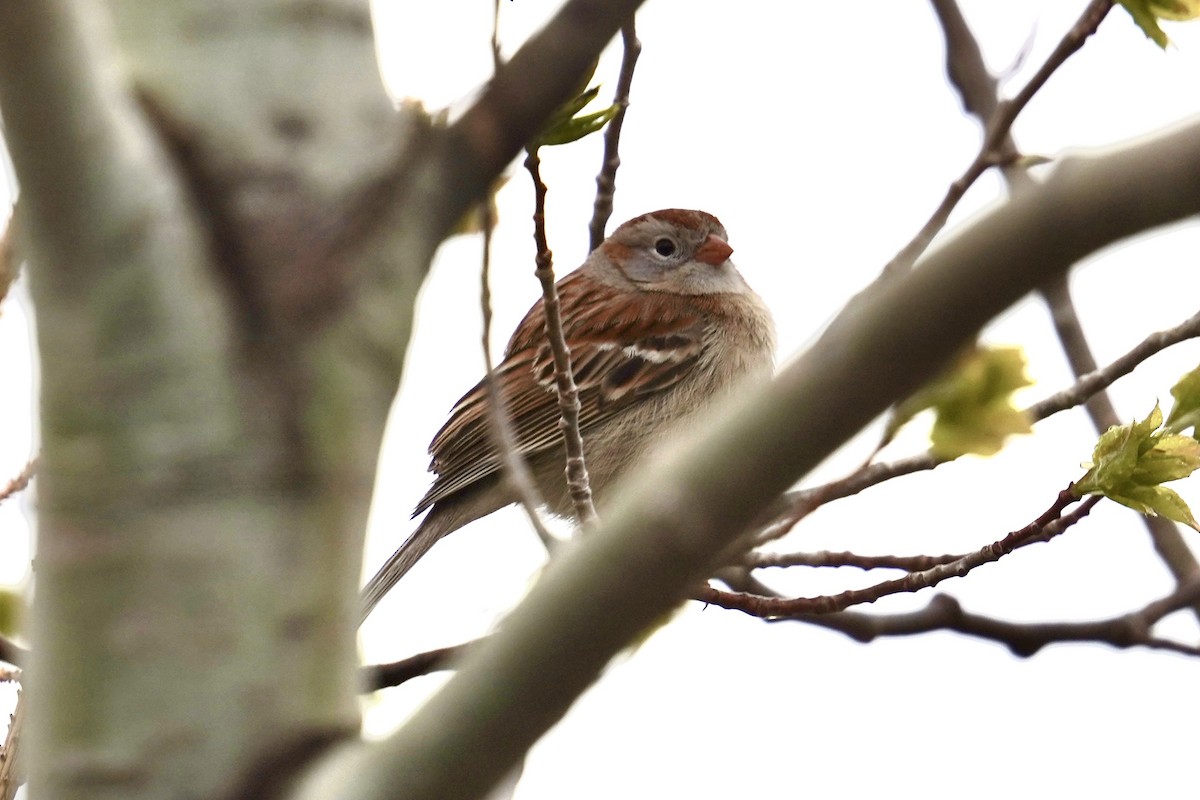 Field Sparrow - ML566398811