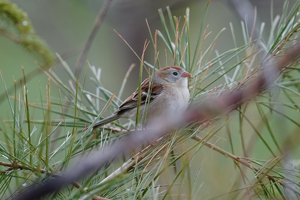 Field Sparrow - ML566398821